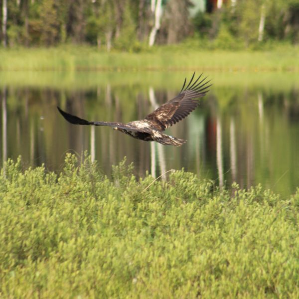 Osprey (11)