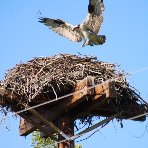 Osprey Nest